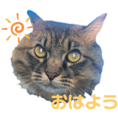 [LINEスタンプ] 猫のココちゃん！