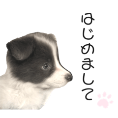 [LINEスタンプ] アッシュ君 〜ベイビー期〜