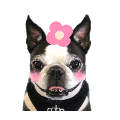 [LINEスタンプ] ボストンテリアのアンジーさん@DSM