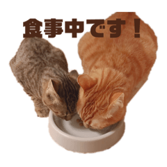 [LINEスタンプ] マロハマスタンプ