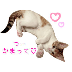 [LINEスタンプ] つーと子猫