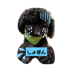 [LINEスタンプ] トイプーがっくんの日常
