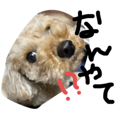 [LINEスタンプ] こむやで