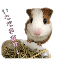 [LINEスタンプ] かわいいモルモットくんのスタンプ