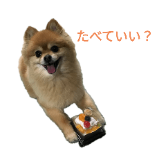 [LINEスタンプ] ポメラニアン バディのスタンプ