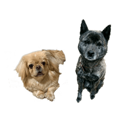 [LINEスタンプ] ペキニーズのきなこと甲斐犬あんこ