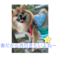 [LINEスタンプ] ポメラニアン なっちゃん の春 ver.1