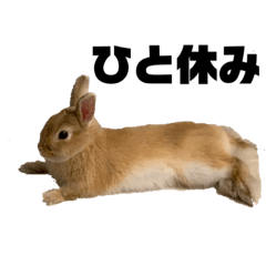 [LINEスタンプ] リアル茶ウサギ2