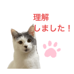 [LINEスタンプ] 百合ちゃんスタンプ
