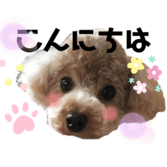 [LINEスタンプ] チョコちゃん～日常会話スタンプ第一弾。
