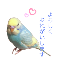 [LINEスタンプ] セキセイインコ  レインボーちゃん