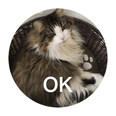[LINEスタンプ] 猫のイエモン