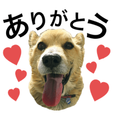 [LINEスタンプ] コロ(ver.1)の画像（メイン）