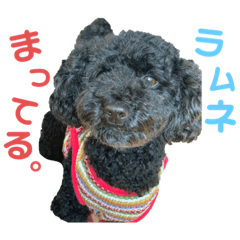 [LINEスタンプ] ラムネくんの日常