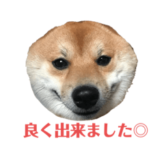 [LINEスタンプ] 豆柴こたろうスタンプ8