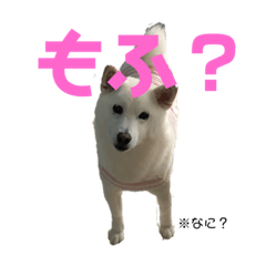 [LINEスタンプ] もふ蔵スタンプ