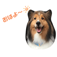 [LINEスタンプ] シェルティ シェルの関西弁
