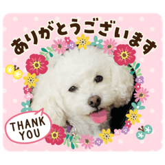[LINEスタンプ] 我が家の白プーちゃん
