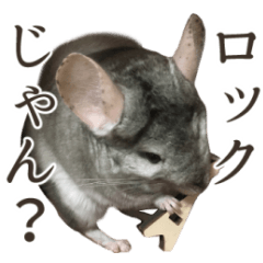 [LINEスタンプ] チンチラのみそちゃん