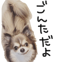 [LINEスタンプ] チワワのごんたスタンプ