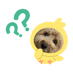 [LINEスタンプ] トイプーもこの日常