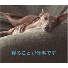 [LINEスタンプ] 寝ることが仕事です