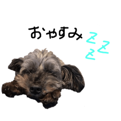 [LINEスタンプ] ★シュナプー専用スタンプ★