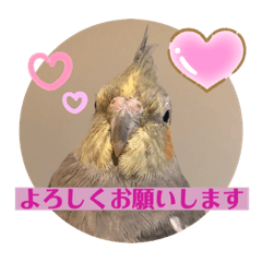 [LINEスタンプ] オカメインコ苺の日常