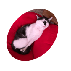 [LINEスタンプ] ここさまのお写真