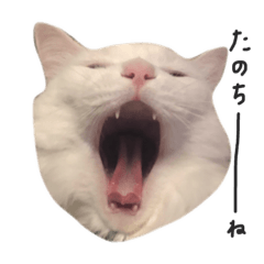 [LINEスタンプ] こっちほうが使える(？)こはくスタンプ