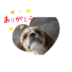 [LINEスタンプ] キャバシーズー ノアのスタンプ 4