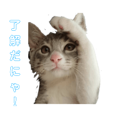 [LINEスタンプ] ギンちゃんの日常会話スタンプ2