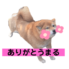 [LINEスタンプ] 赤柴らむたんと黒柴れおたん