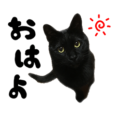 かわいい猫ちゃんスタンプ【実写】