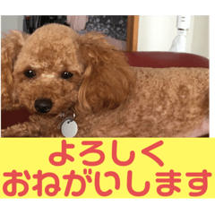 [LINEスタンプ] トイプードルの凪ちゃん