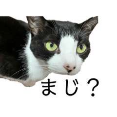 [LINEスタンプ] ごまぁ