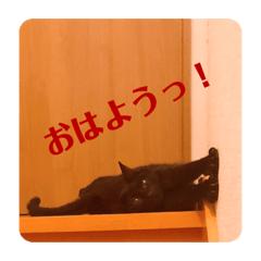 [LINEスタンプ] 我が家のクロネコ