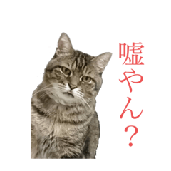 [LINEスタンプ] 福田家のねこスタンプ