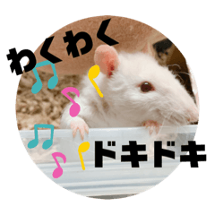 [LINEスタンプ] ファンシーラットのきなこ