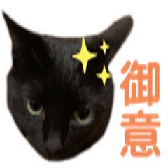 [LINEスタンプ] 実猫‐3