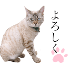 [LINEスタンプ] 課長の御言葉その3