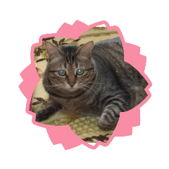 [LINEスタンプ] ねこ猫stamp