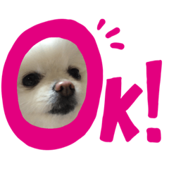 [LINEスタンプ] ポメラニアンのシフォン