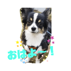 [LINEスタンプ] チワワのコミュニケーション②