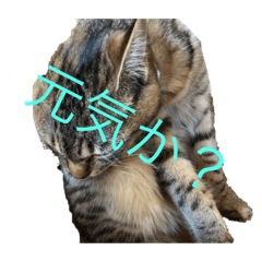 [LINEスタンプ] 挨拶ななこスタンプ