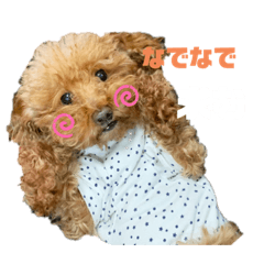 [LINEスタンプ] 私のトイプー モカ