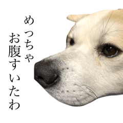[LINEスタンプ] 秋田犬、こはくの関西弁スタンプやで。