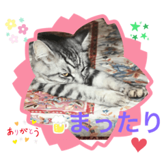 [LINEスタンプ] にゃんこまったり中