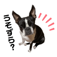 [LINEスタンプ] 甲州弁のシェリちゃん