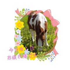 [LINEスタンプ] 小柄なオジサンポニー「ナナ」のつぶやき②